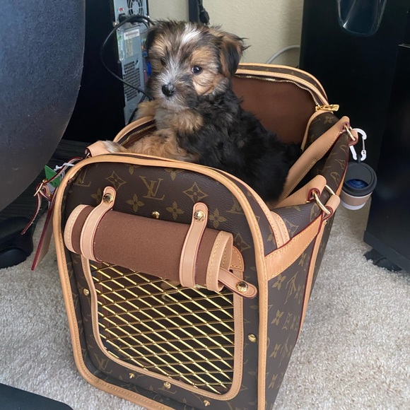 Louis Vuitton small dog carrier - Picture 2 of 4